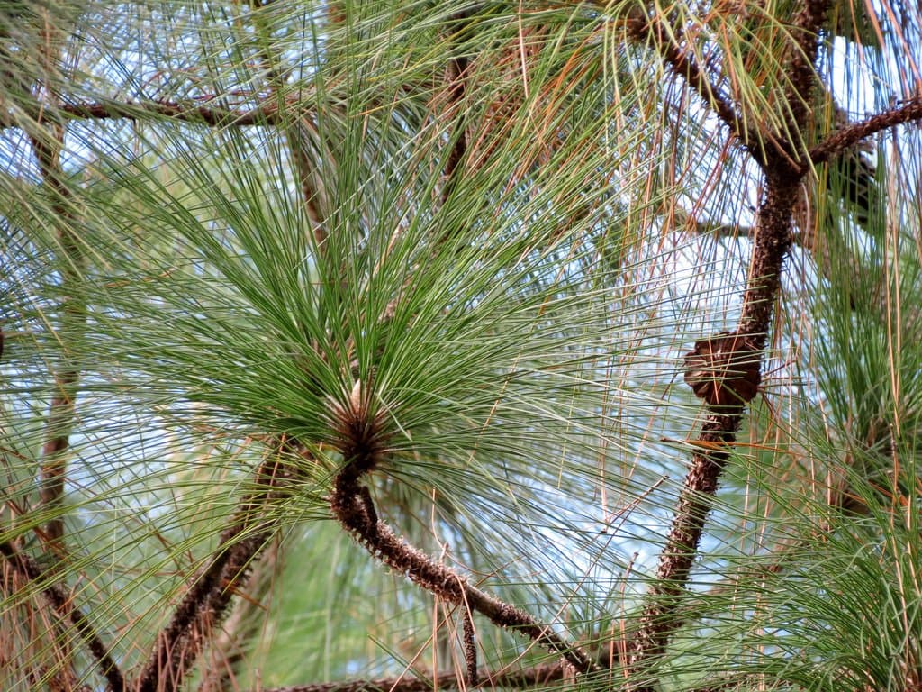 Pinus palustris Mill.