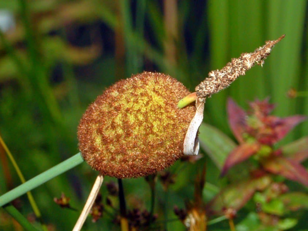 Typha minima Funck