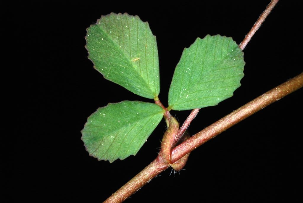 Trifolium dubium Sibth.