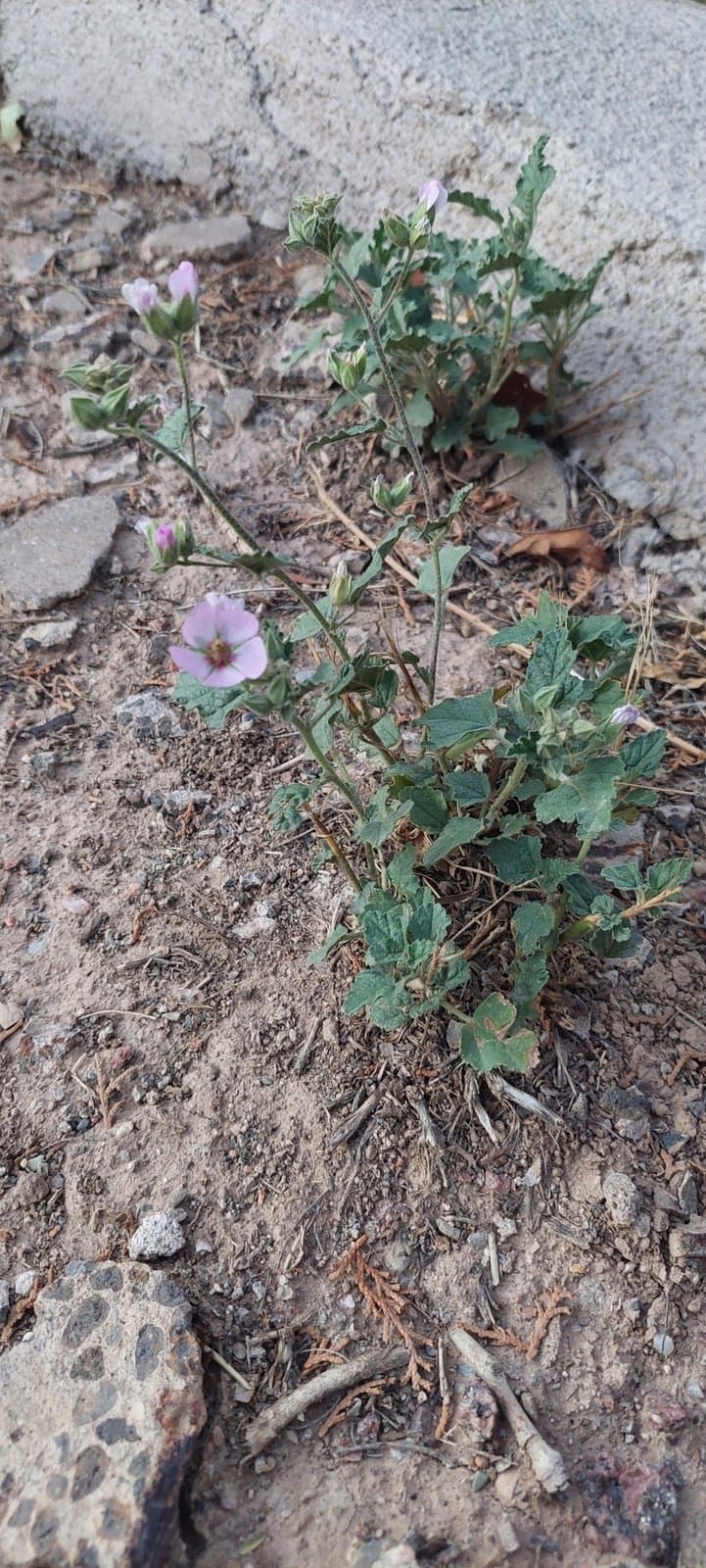 Sphaeralcea brevipes (Phil.) Krapov.