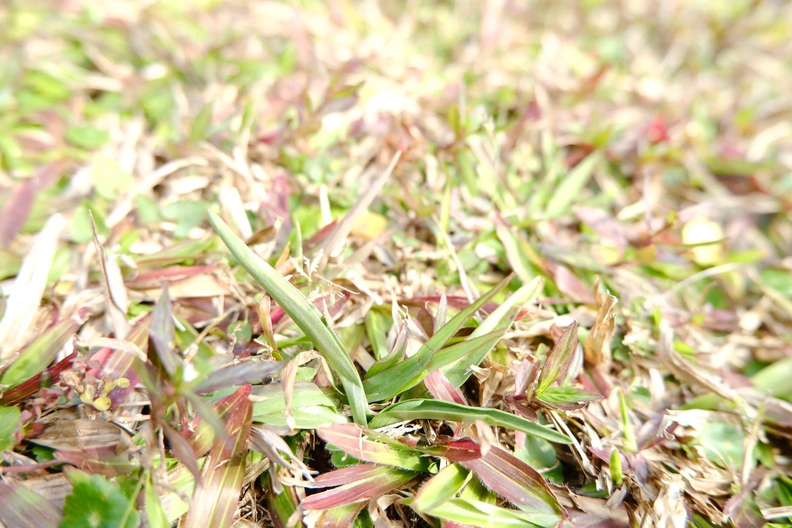 Spiranthes ×hongkongensis S.Y.Hu & Barretto