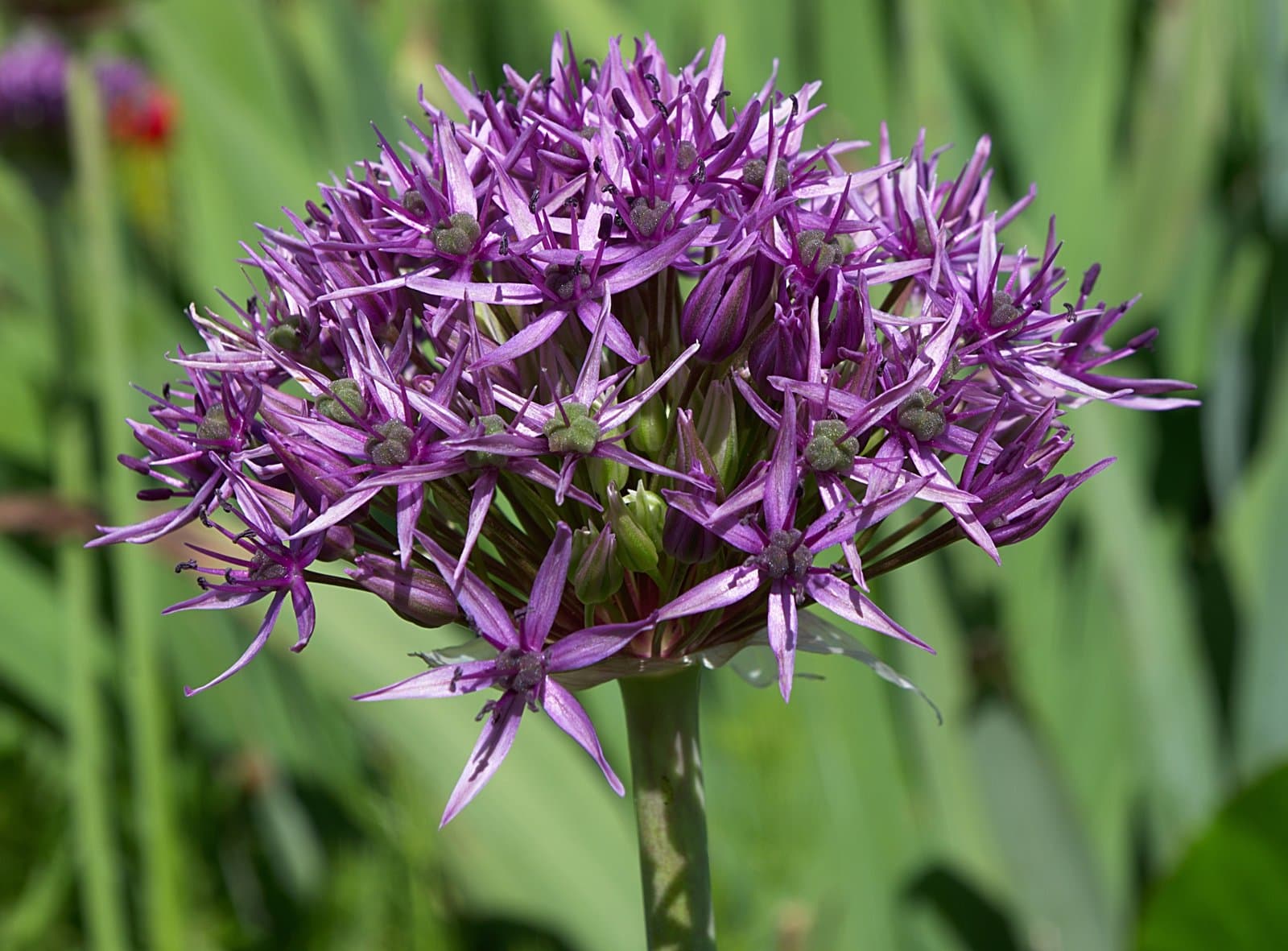 Allium atropurpureum Waldst. & Kit.