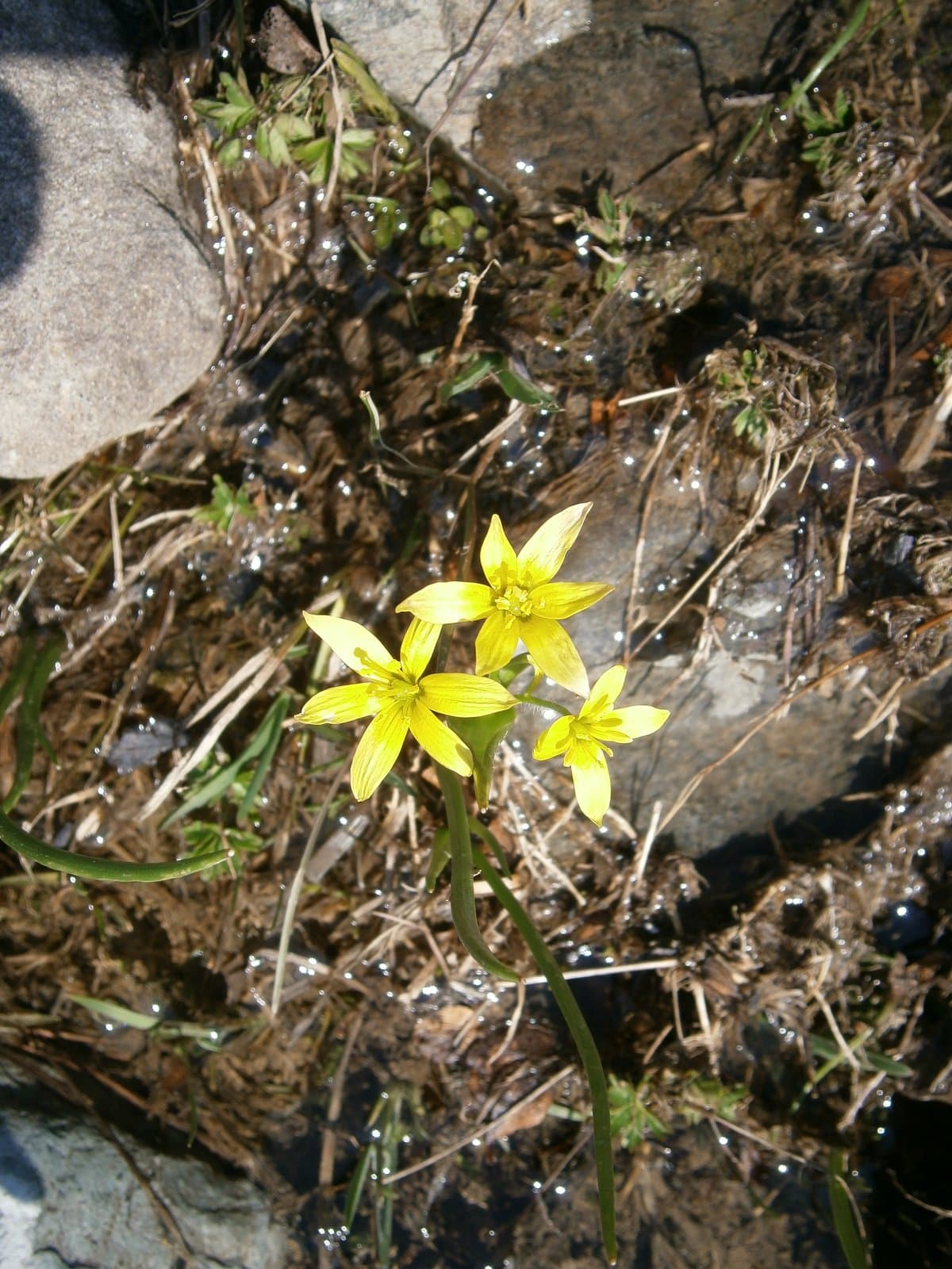 Gagea fragifera (Vill.) E.Bayer & G.López
