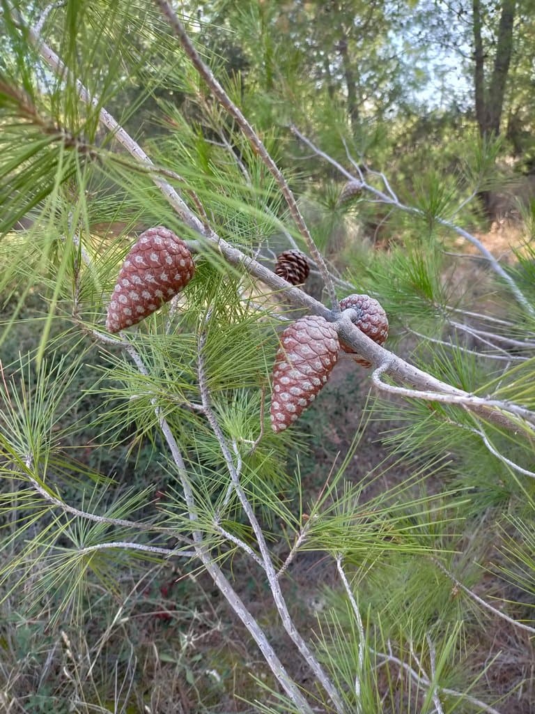 Pinus halepensis Mill.