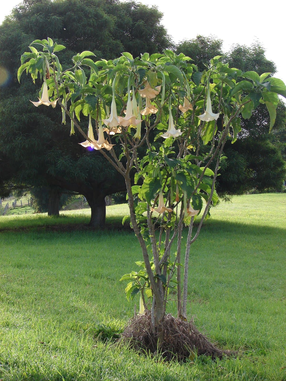 Brugmansia ×candida Pers.