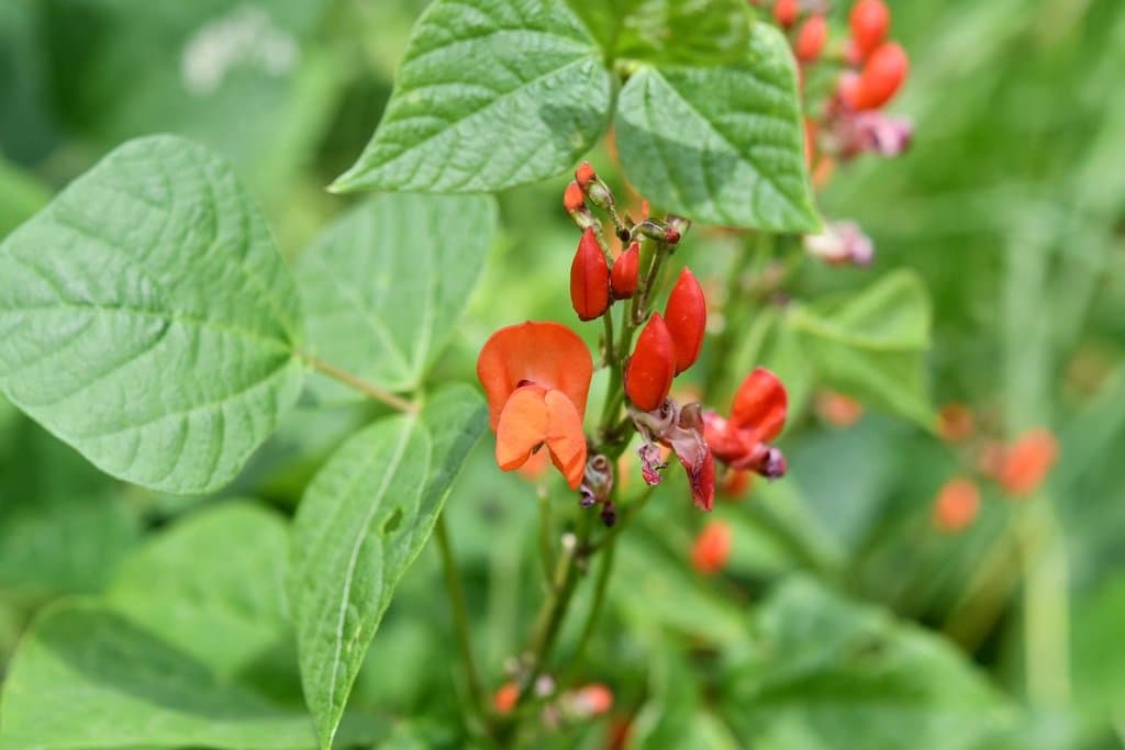 Phaseolus coccineus L.