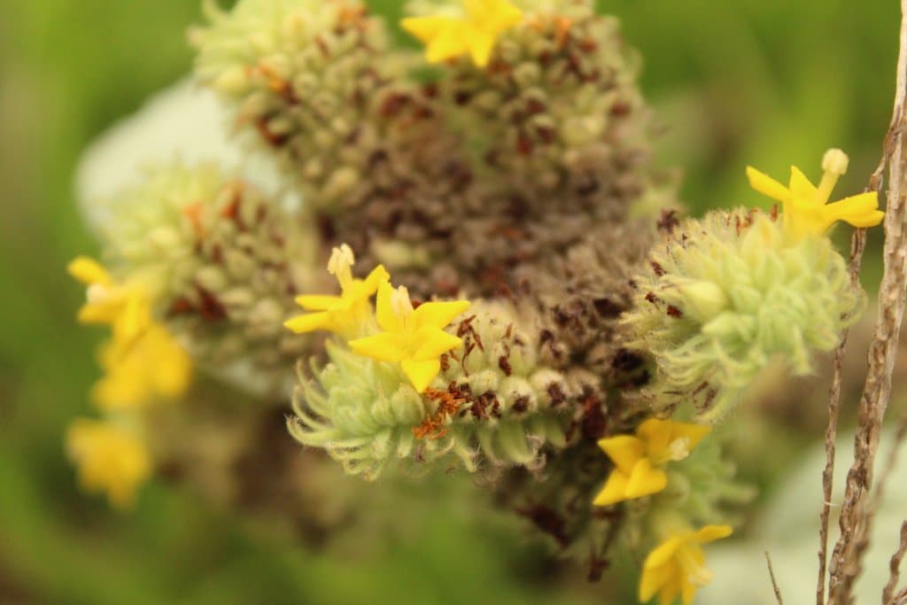 Waltheria communis A.St.-Hil.