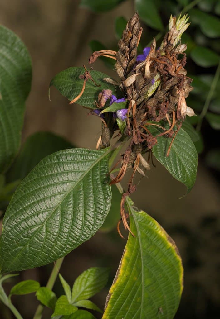 Eranthemum pulchellum Andrews