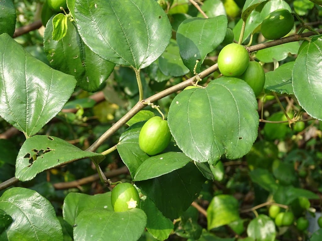 Ziziphus mauritiana Lam.