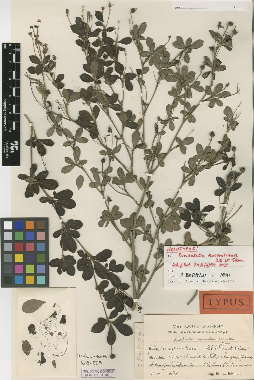 Rondeletia aurantiaca Urb. & Ekman