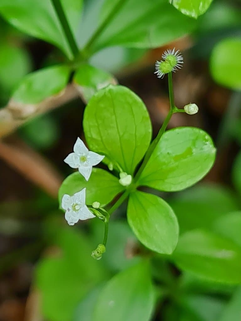 Galium rotundifolium L.