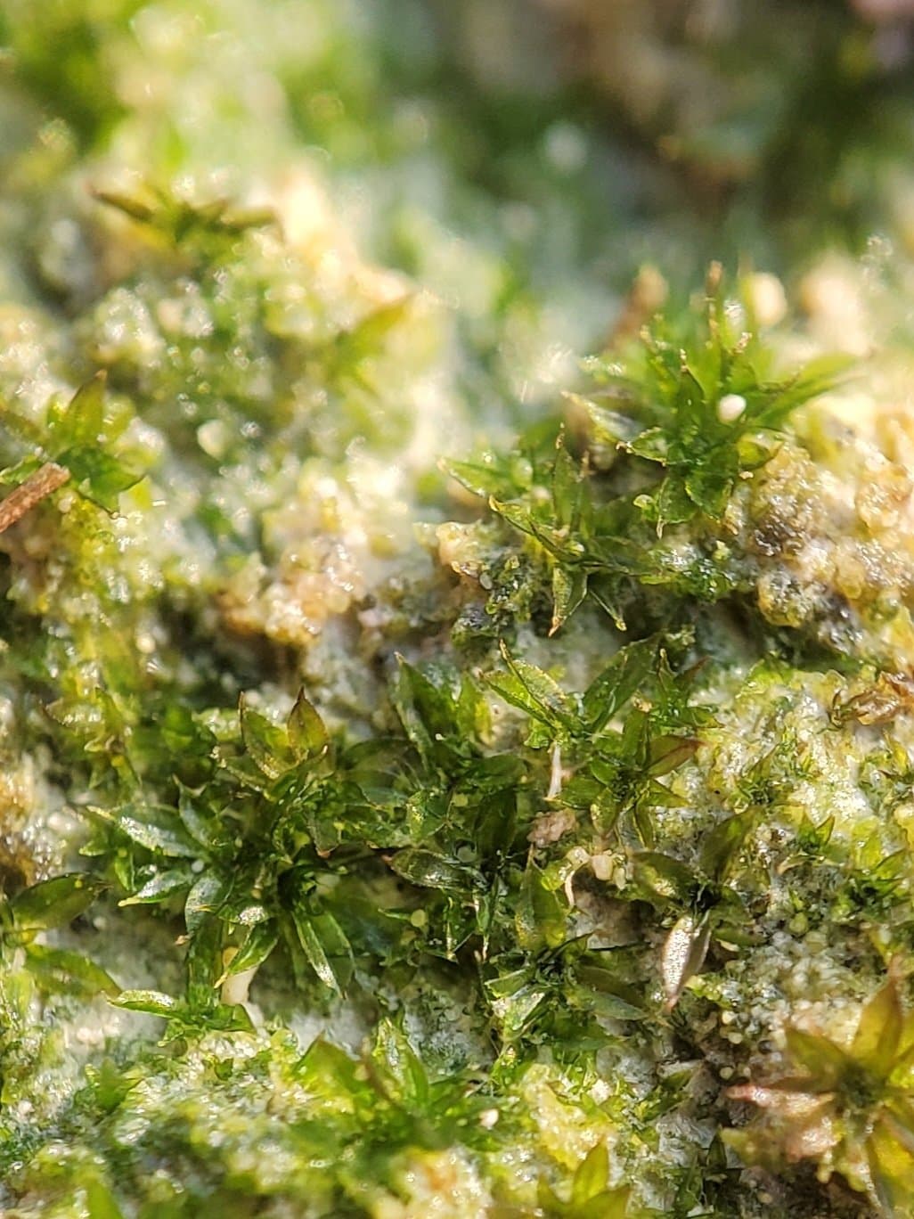 Tortula cernua (Huebener) Lindb.