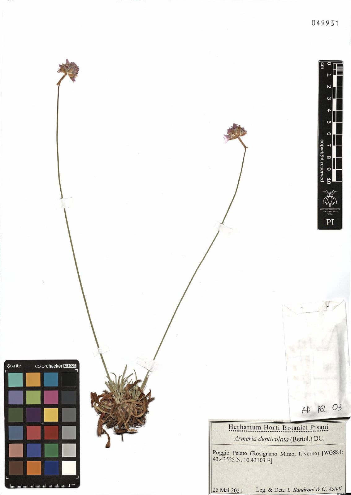 Armeria denticulata (Bertol.) DC.