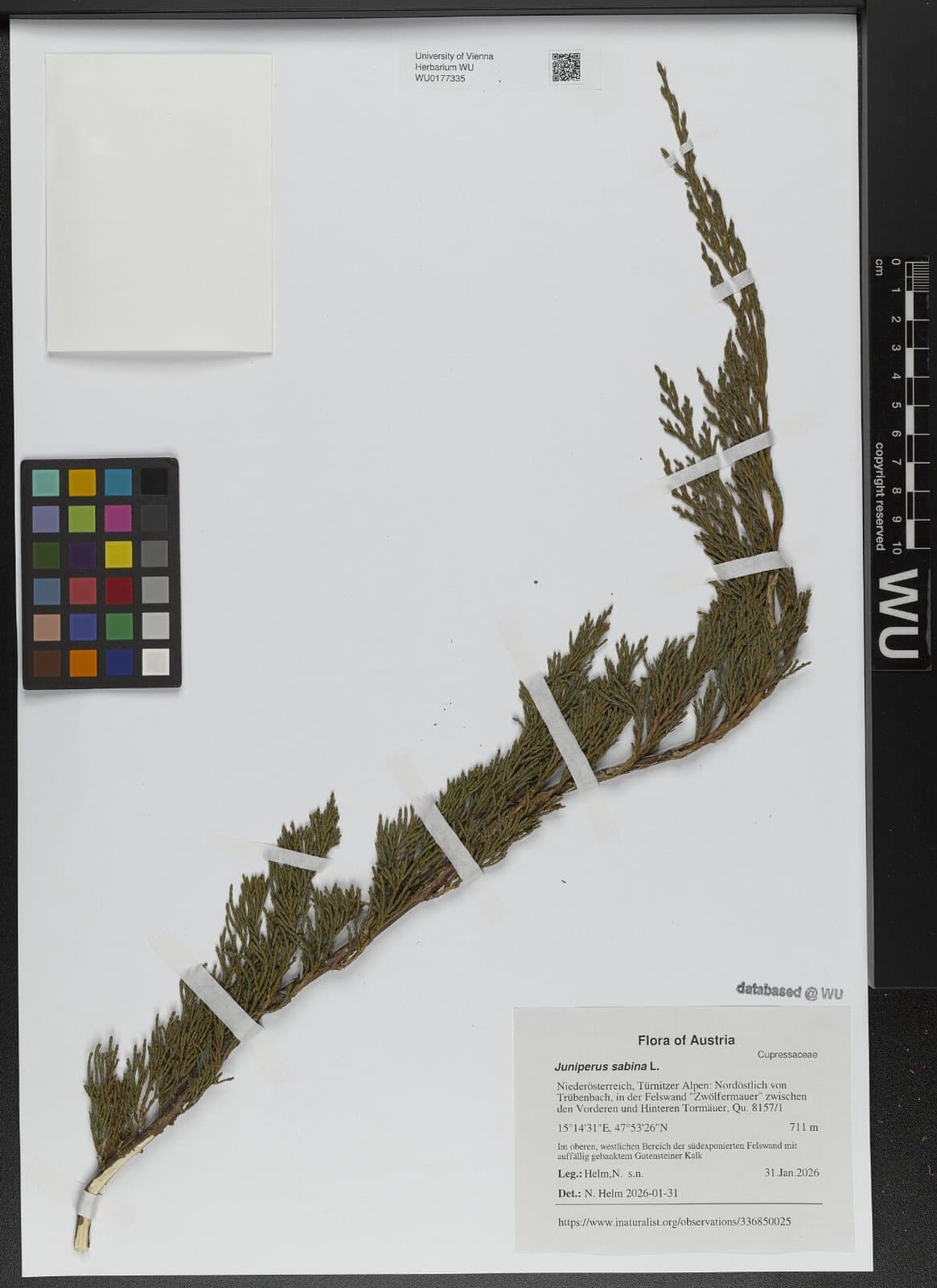 Juniperus sabina L.