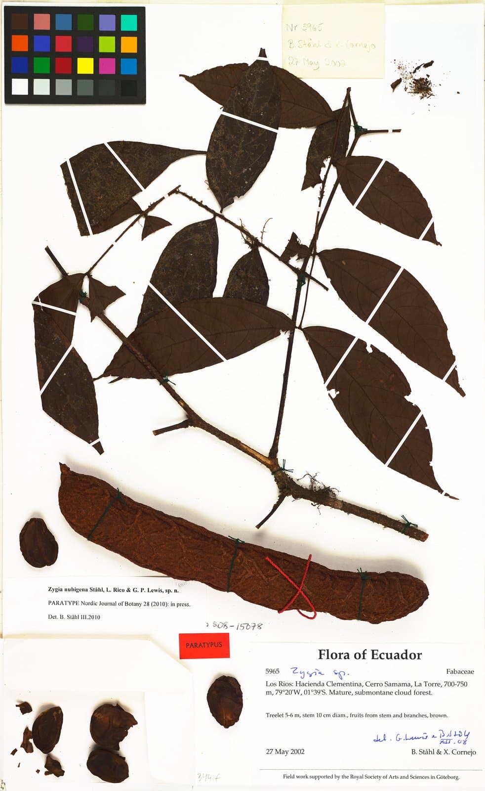 Zygia nubigena B.Ståhl, L.Rico & G.P.Lewis