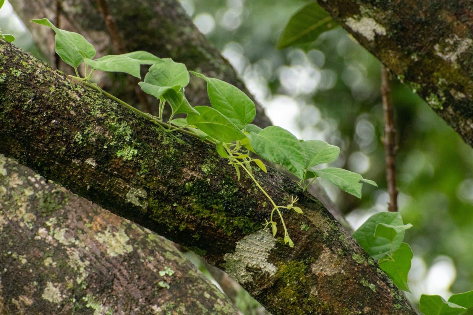 Dolichandra hispida (DC.) L.H.Fonseca & L.G.Lohmann