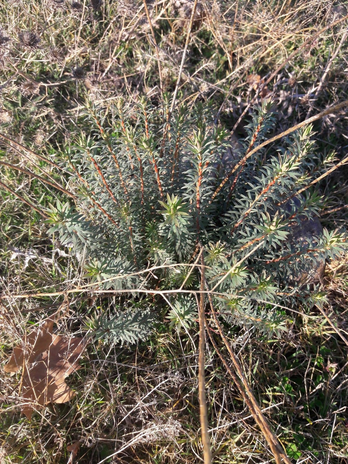 Euphorbia seguieriana subsp. seguieriana