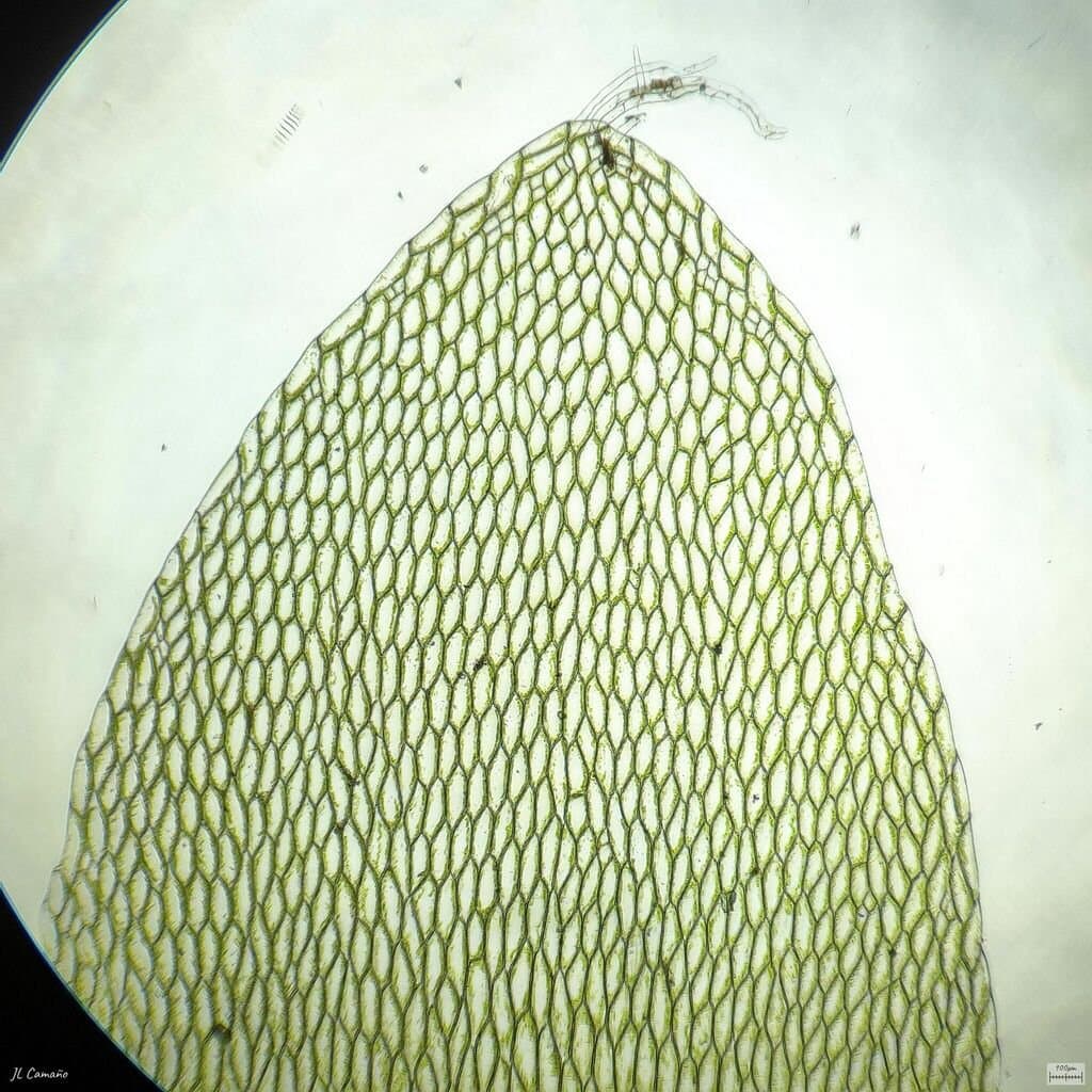 Hookeria lucens (Hedw.) Sm.