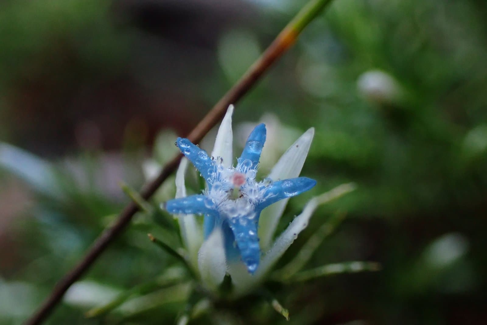 Andersonia depressa A.Cunn. ex DC., 1839
