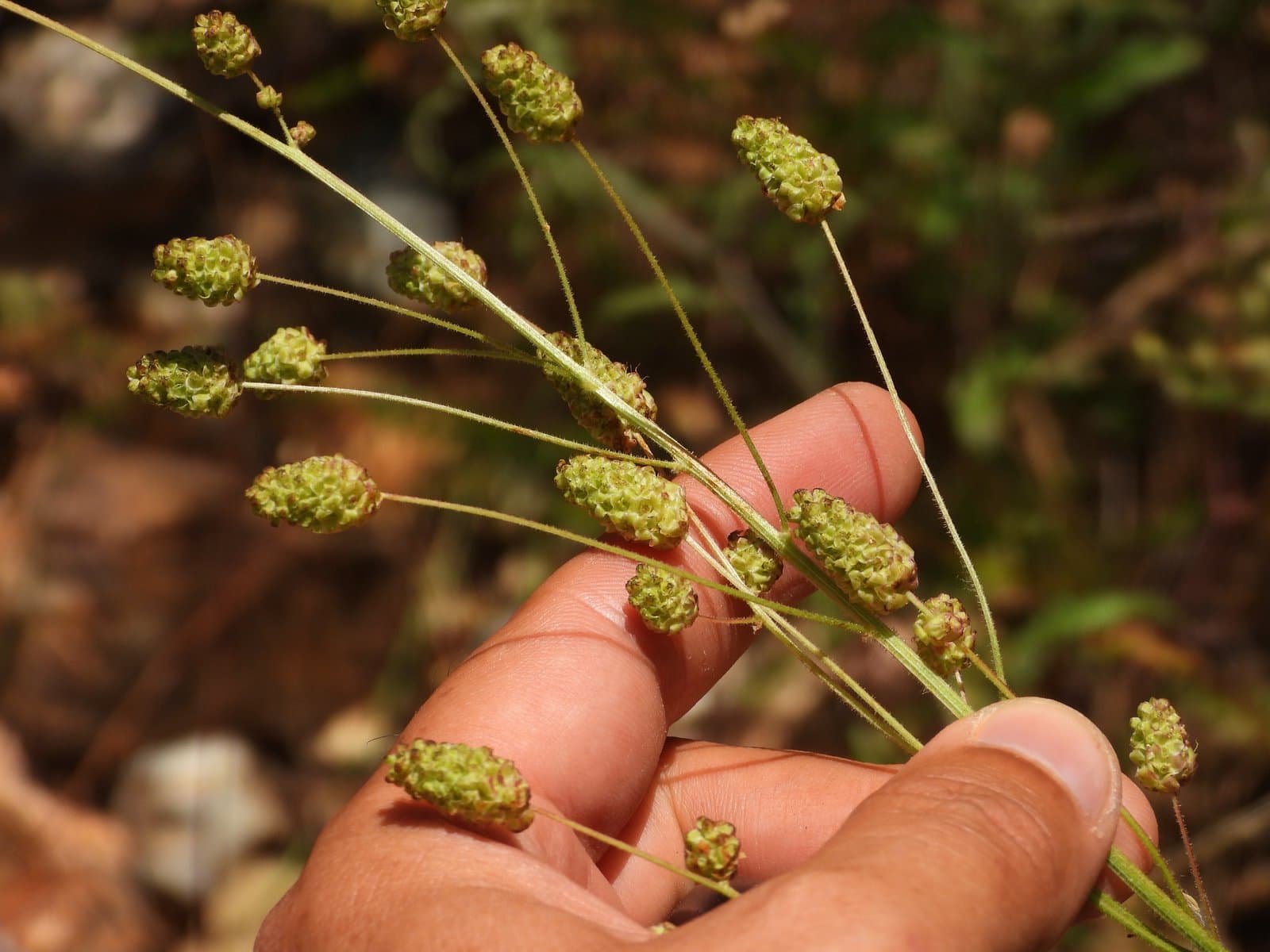 Sanguisorba hybrida (L.) FontQuer