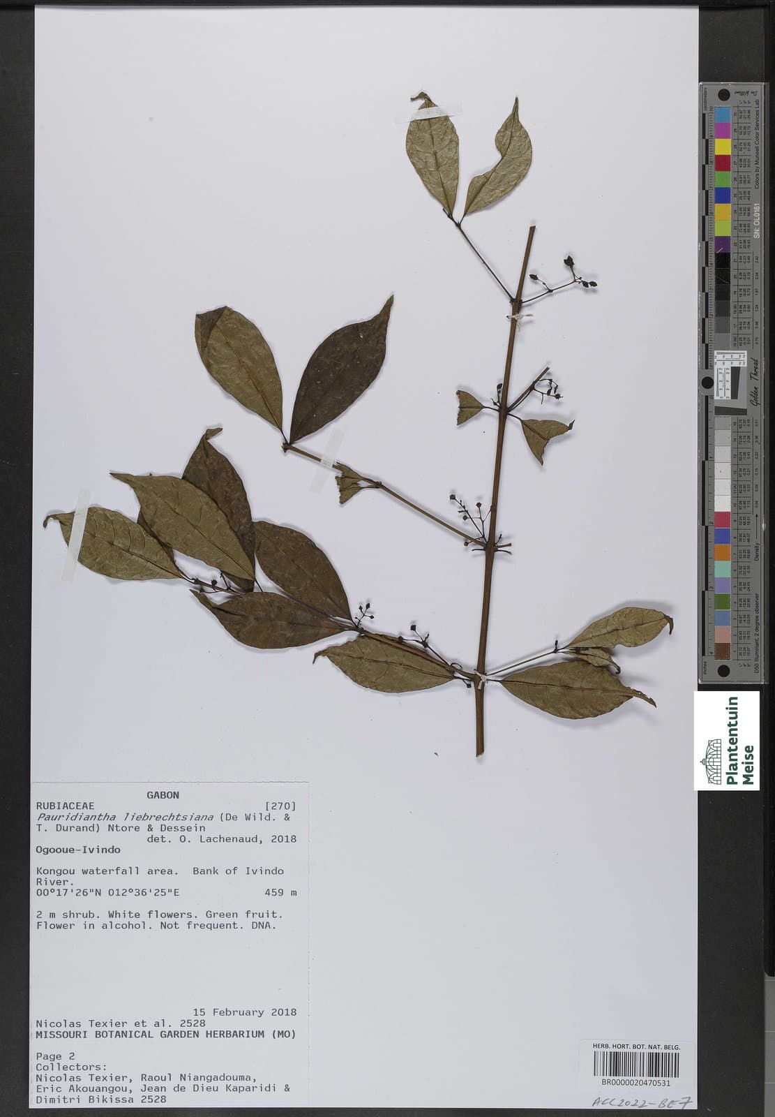 Pauridiantha liebrechtsiana (De Wild. & T.Durand) Ntore & Dessein