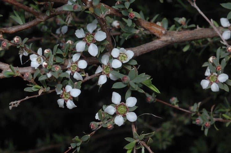 Leptospermum divaricatum Schauer