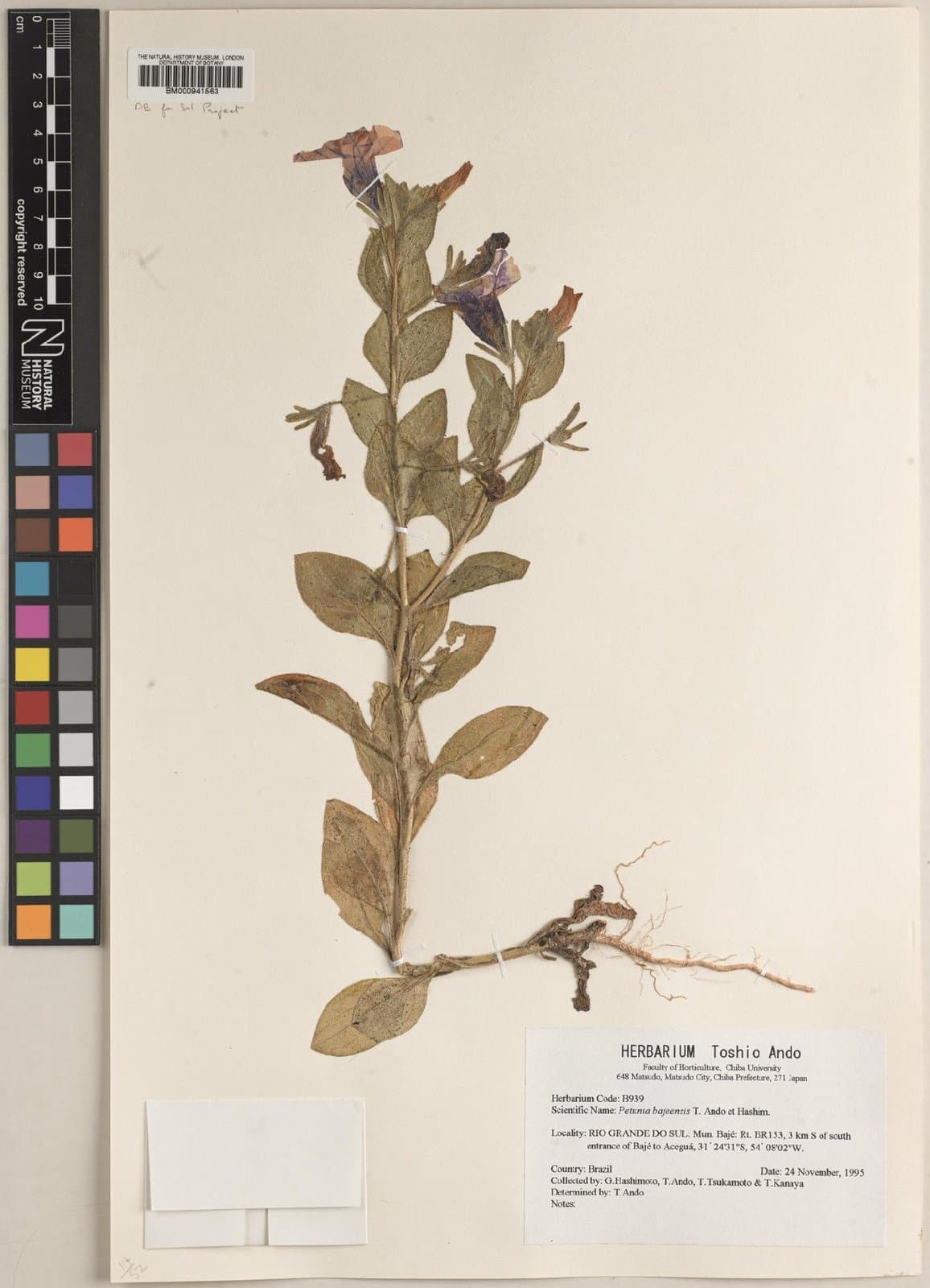 Petunia bajeensis T.Ando & Hashim.