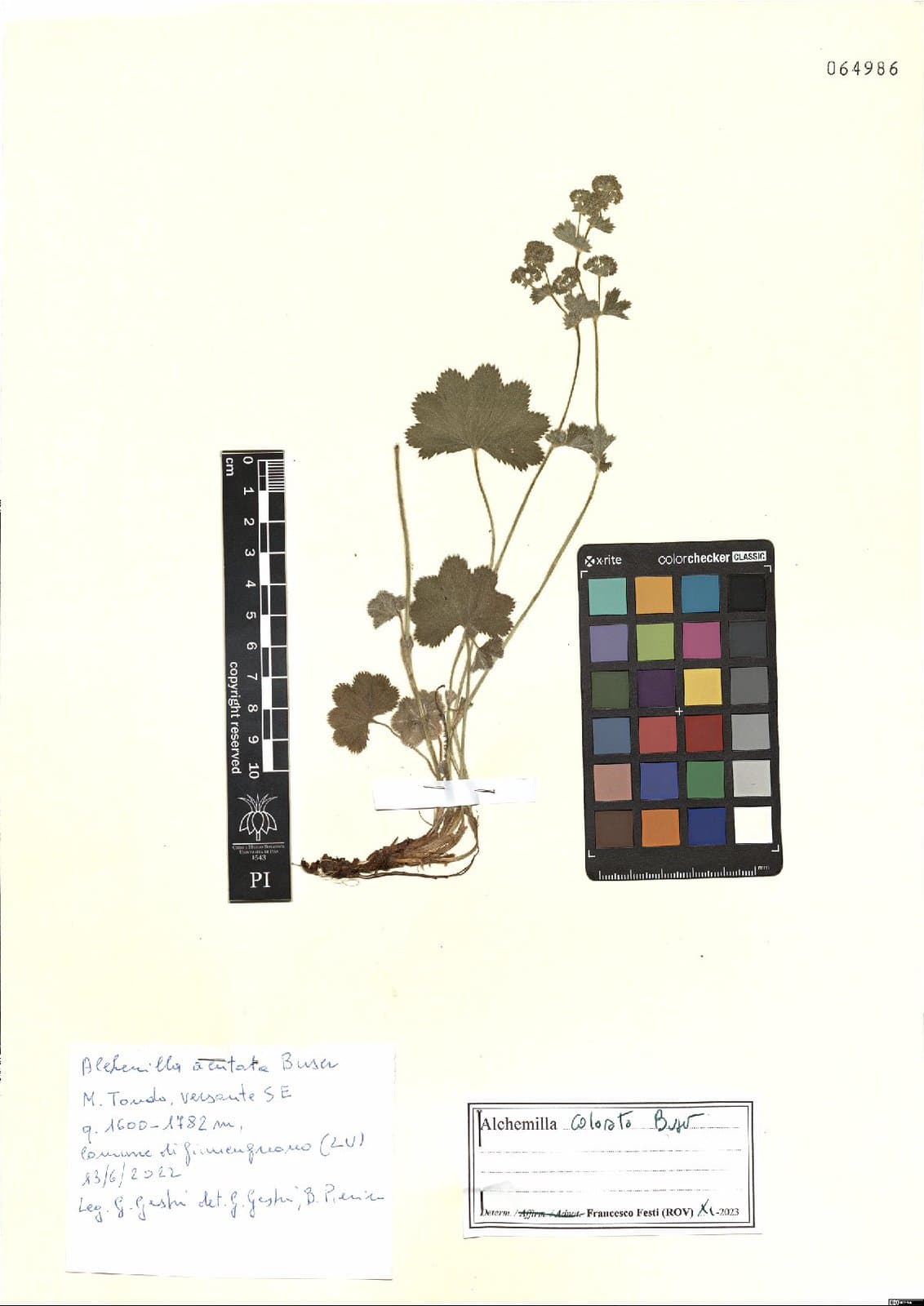Alchemilla colorata Buser