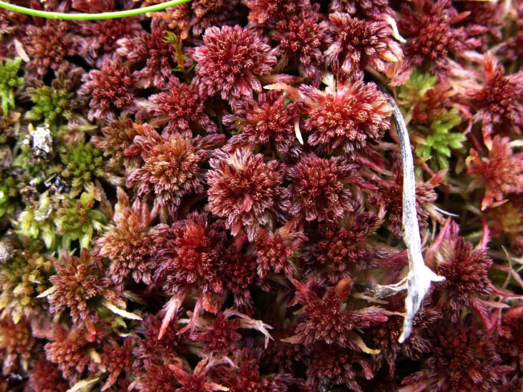 Sphagnum rubellum Wilson