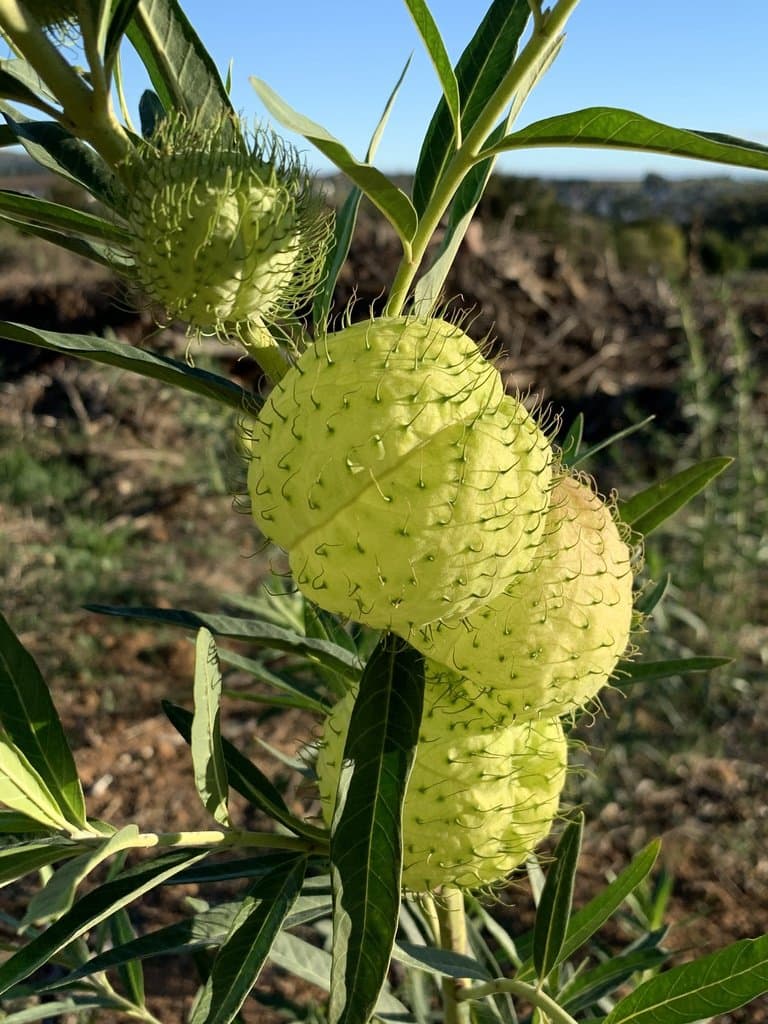 Gomphocarpus physocarpus E.Mey.