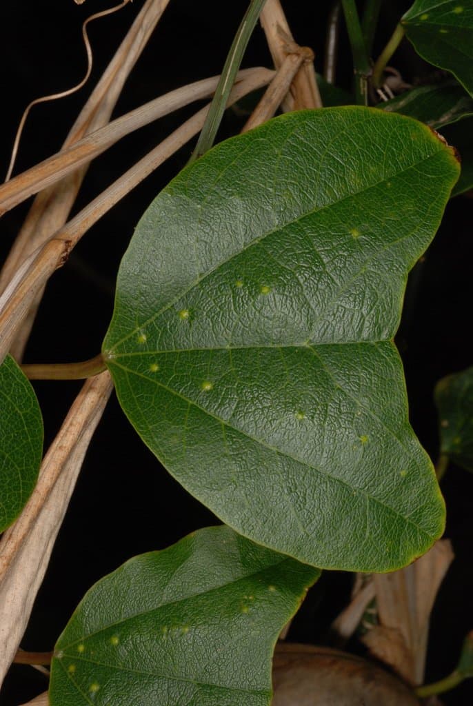 Passiflora biflora Lam.