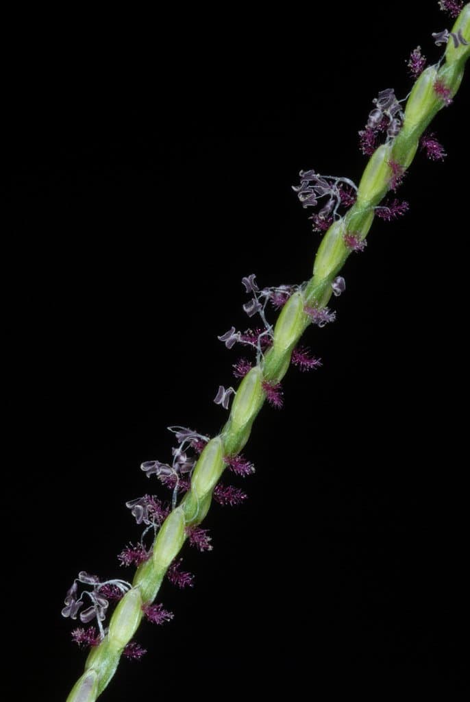 Axonopus fissifolius (Raddi) Kuhlm.
