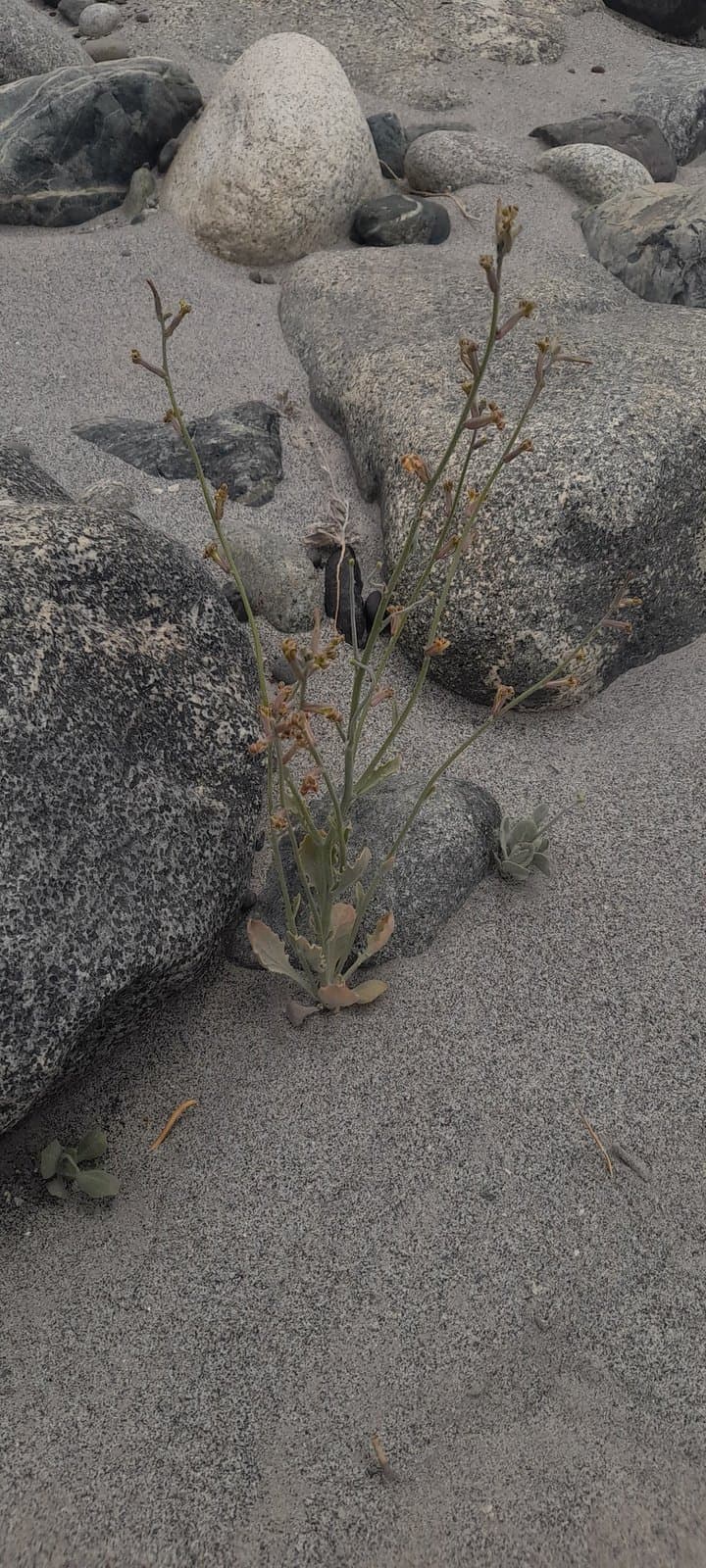 Matthiola chorassanica Bunge