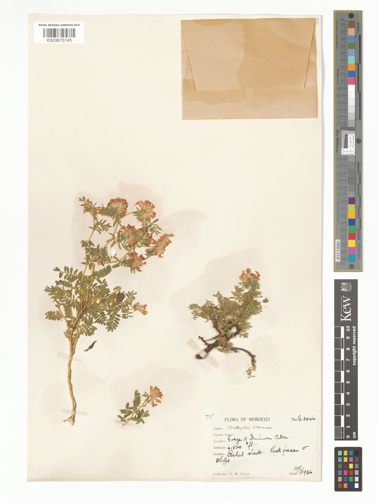 Anthyllis warnieri Emb.