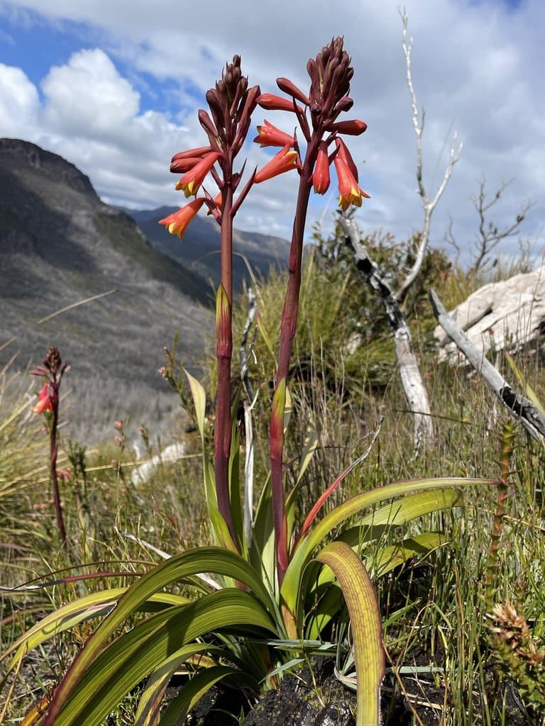 Blandfordia punicea (Labill.) Sweet