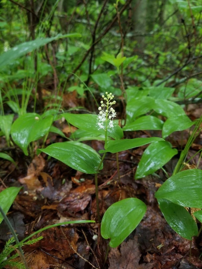Maianthemum canadense Desf.