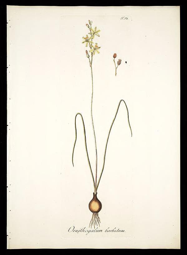 Albuca barbata (Jacq.) J.C.Manning & Goldblatt