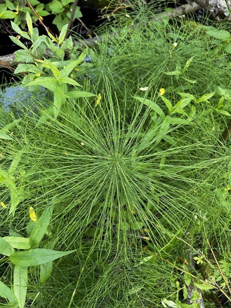 Equisetum arvense L.