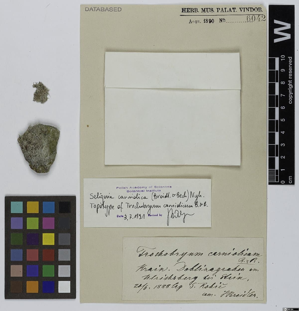 Seligeria carniolica (Breidl. & Beck) Nyholm
