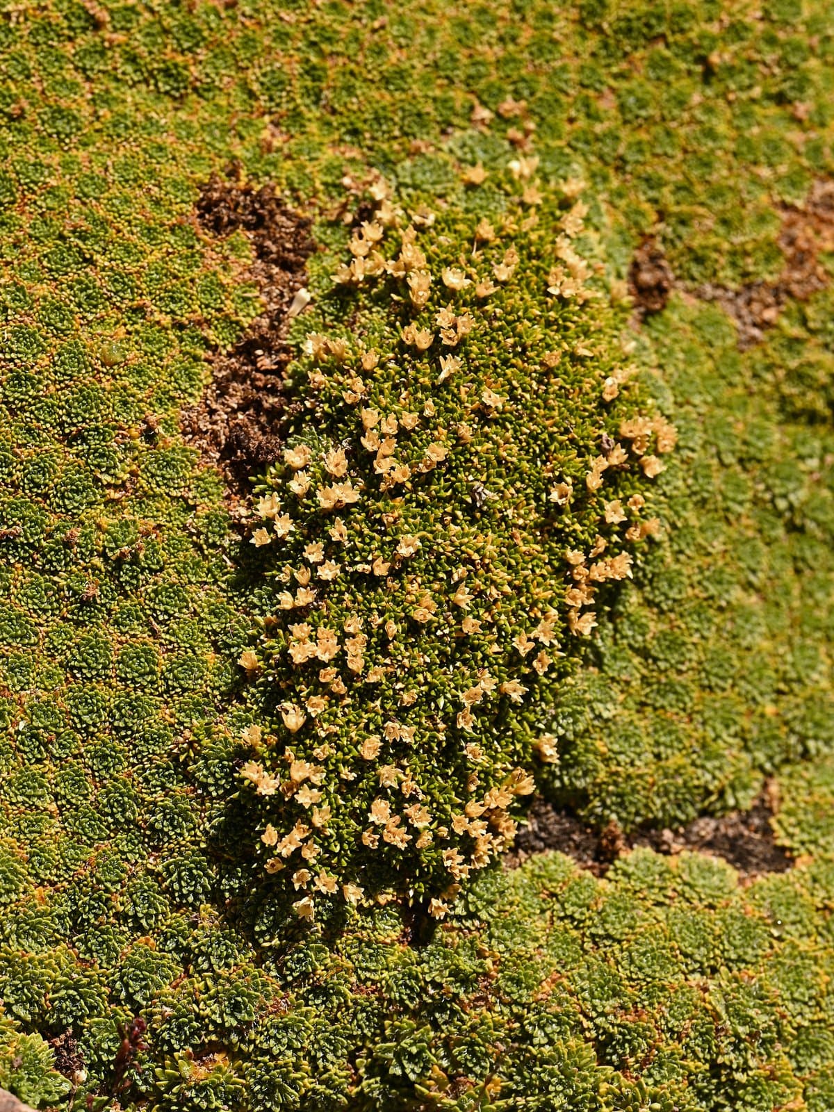Colobanthus lycopodioides Griseb.