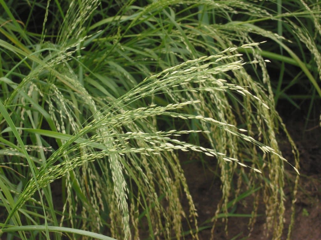 Eragrostis tef (Zuccagni) Trotter