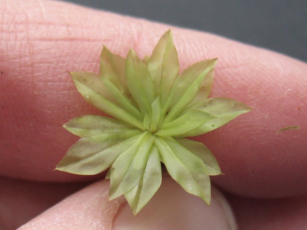 Rhodobryum roseum (Hedw.) Limpr.