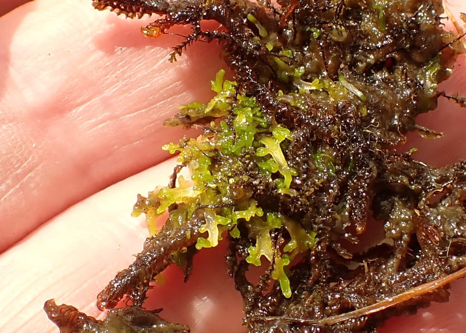 Riccardia incurvata Lindb.