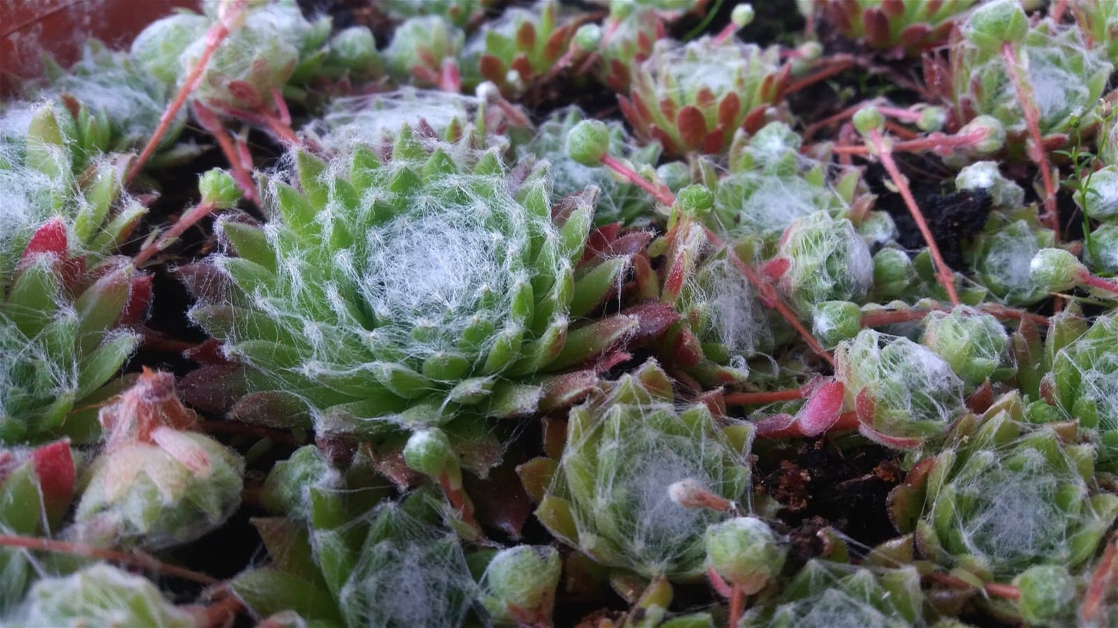 Sempervivum arachnoideum L.