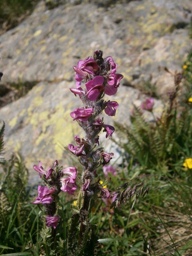 Pedicularis rostratospicata Crantz
