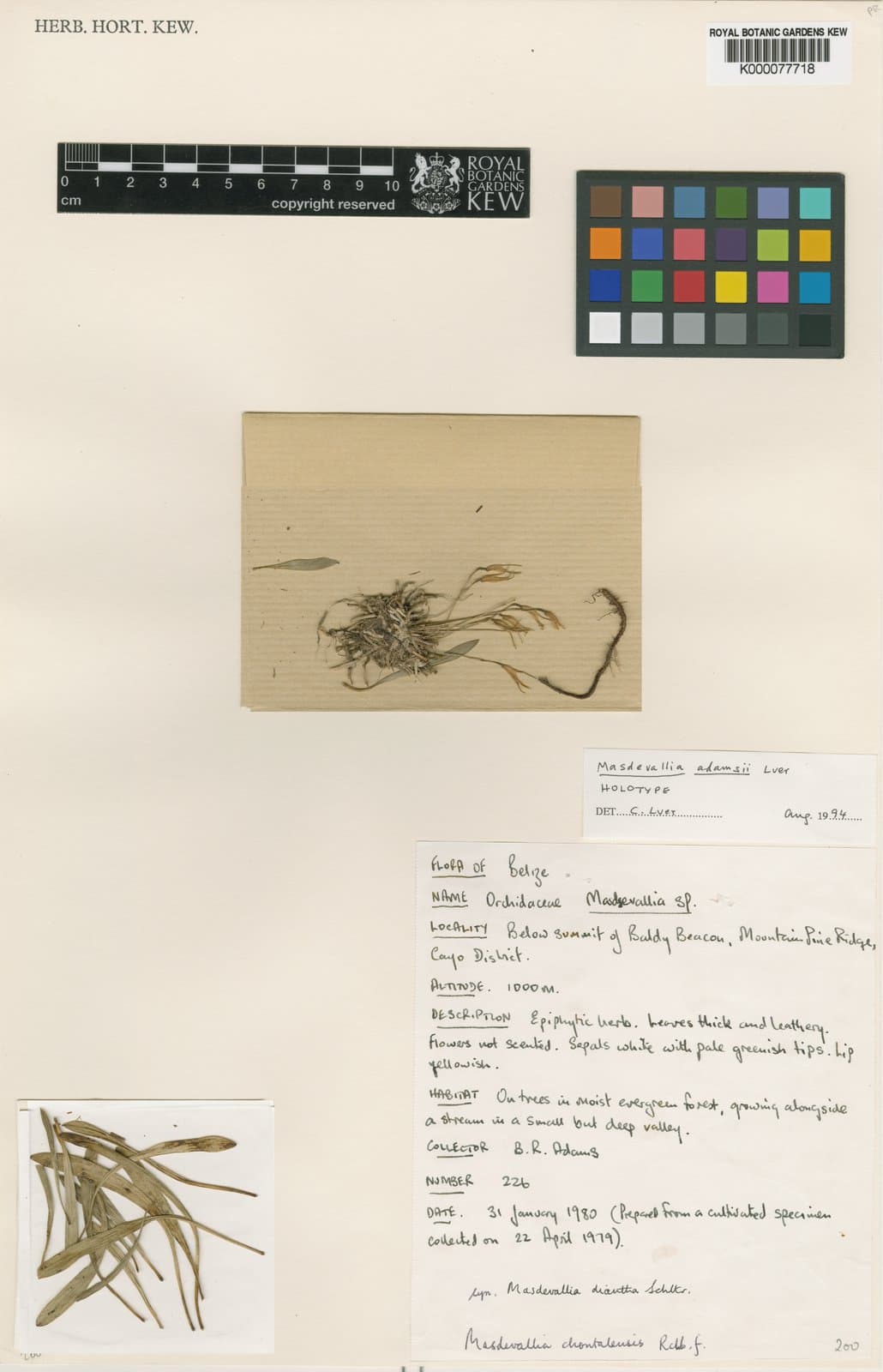 Masdevallia adamsii Luer