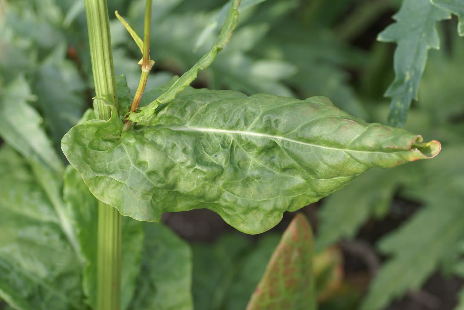 Rumex rugosus Campd.