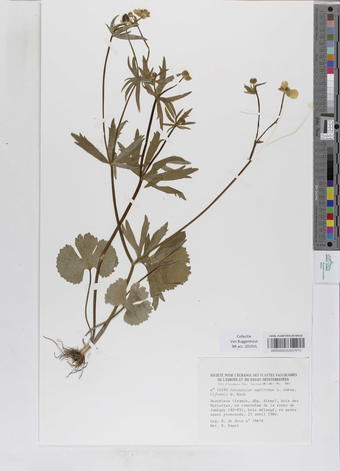 Ranunculus biformis W.Koch