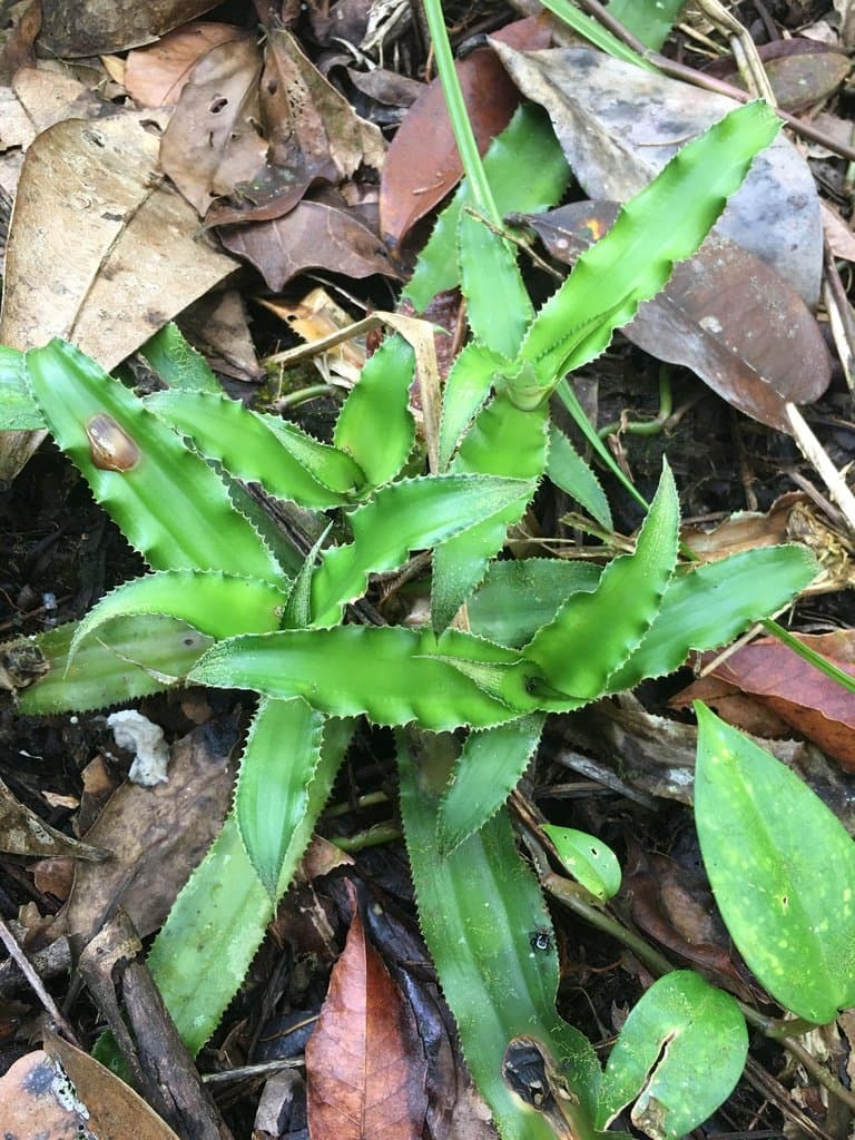 Cryptanthus dianae Leme