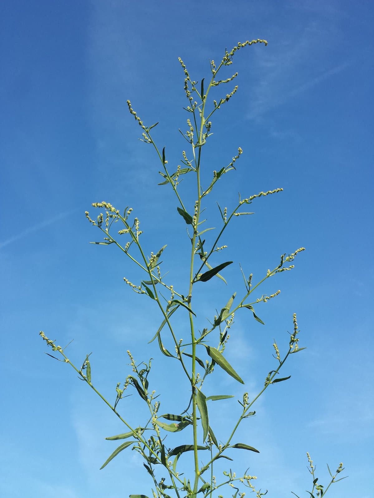 Atriplex oblongifolia Waldst. & Kit.